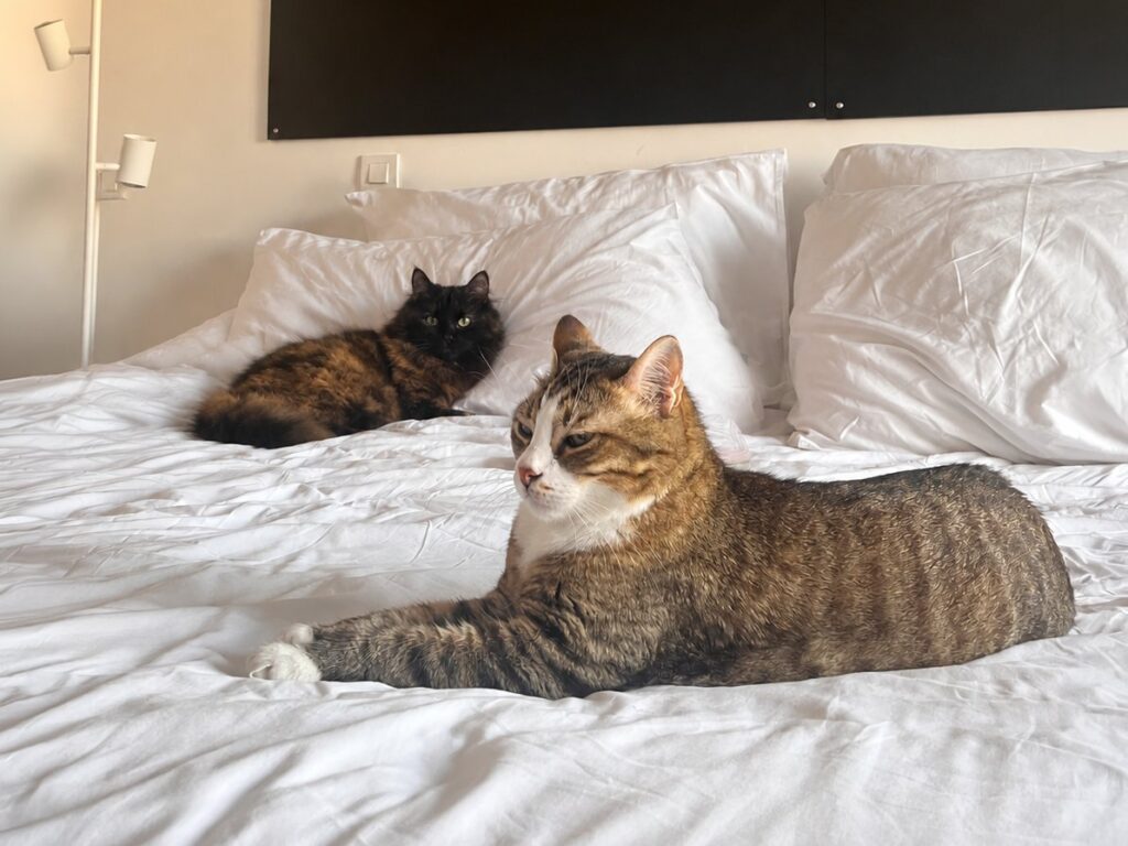 Ersel and Kübra's two cats on the bed in their new Lisbon flat